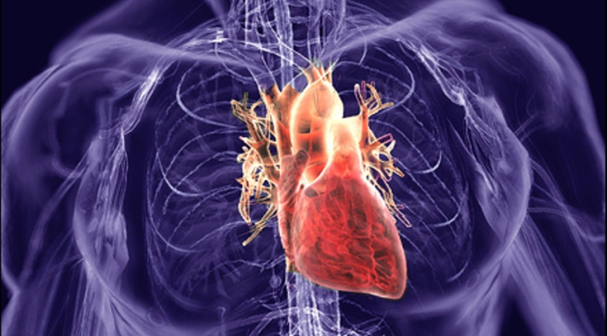 Heart_CardioSystem